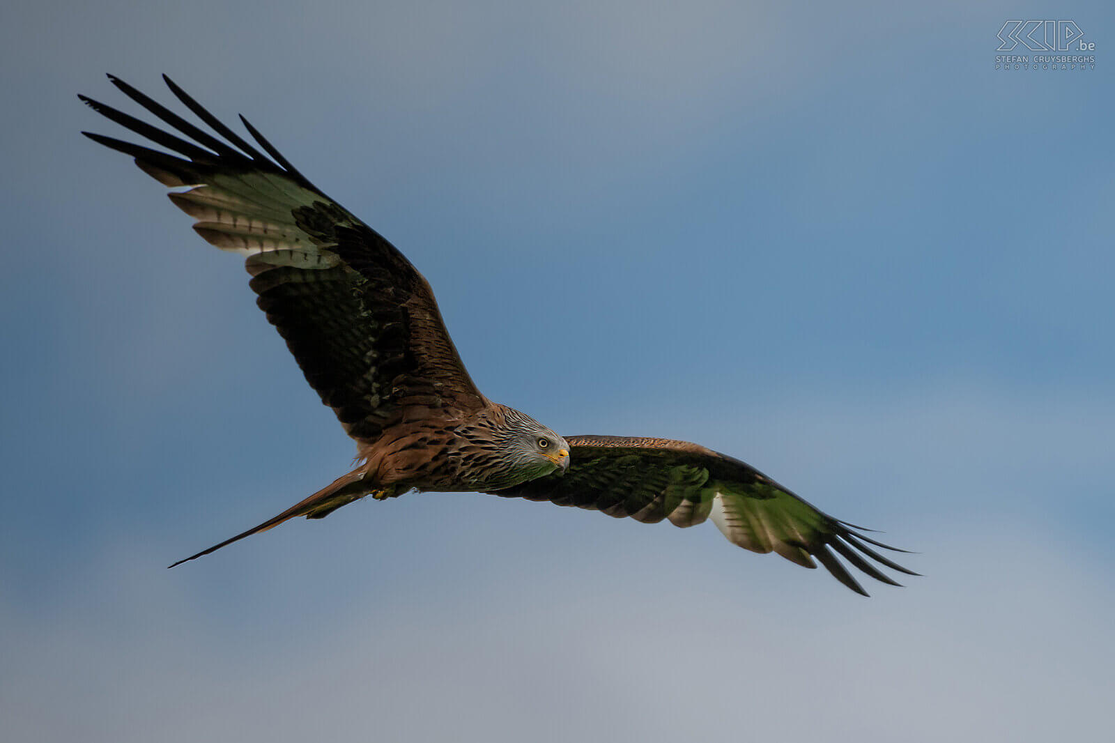 Argaty - Red kite The red kite can mainly be recognized by its fork-shaped tail and the dorsal side is reddish-brown with dark spots. The wingspan is 140-170 cm. Stefan Cruysberghs